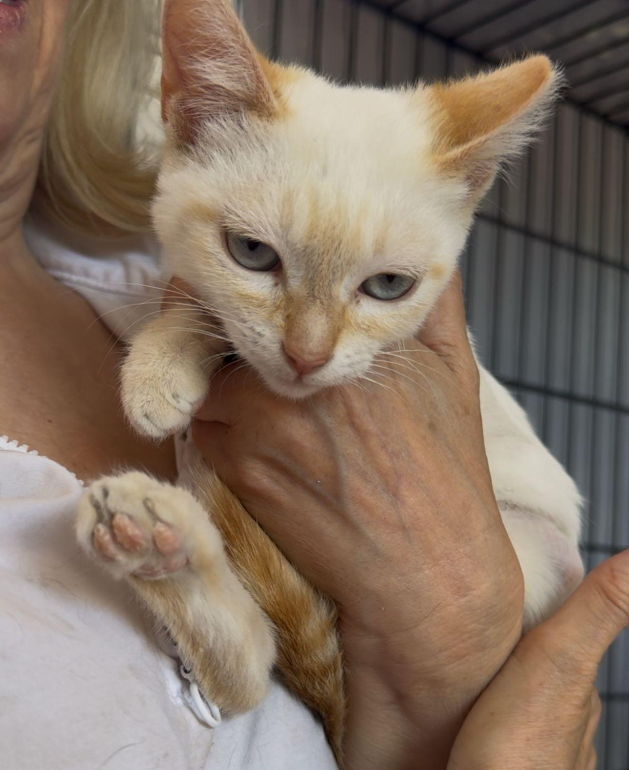 Stella, a Adopted Domestic Short Hair in San Francisco, CA image 2/5