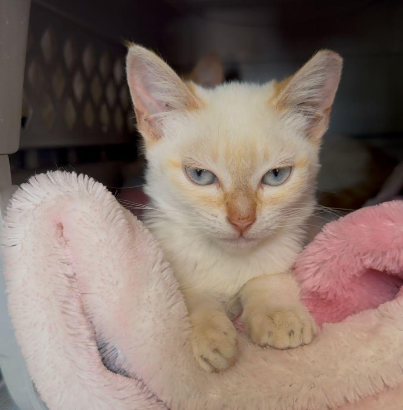 Stella, Adopted, Young Female Domestic Short Hair.