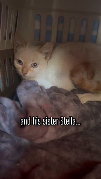Enlarge Stella, a Adopted Domestic Short Hair in San Francisco, CA video 4/5