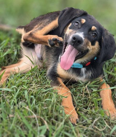 Carl Dean, Adopted, Puppy Male Shepherd.
