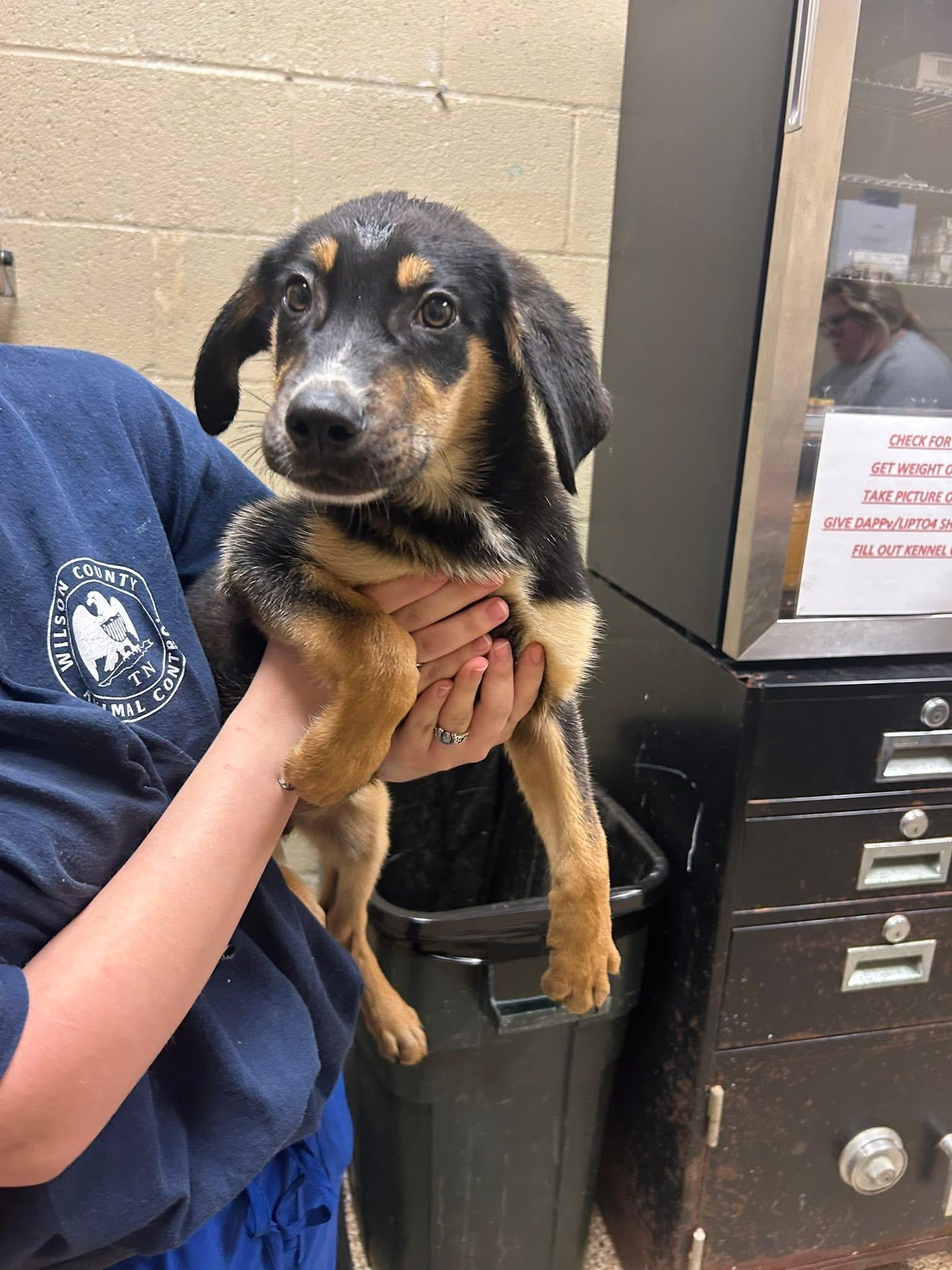 Carl Dean, ADOPTABLE, Puppy Male Shepherd.