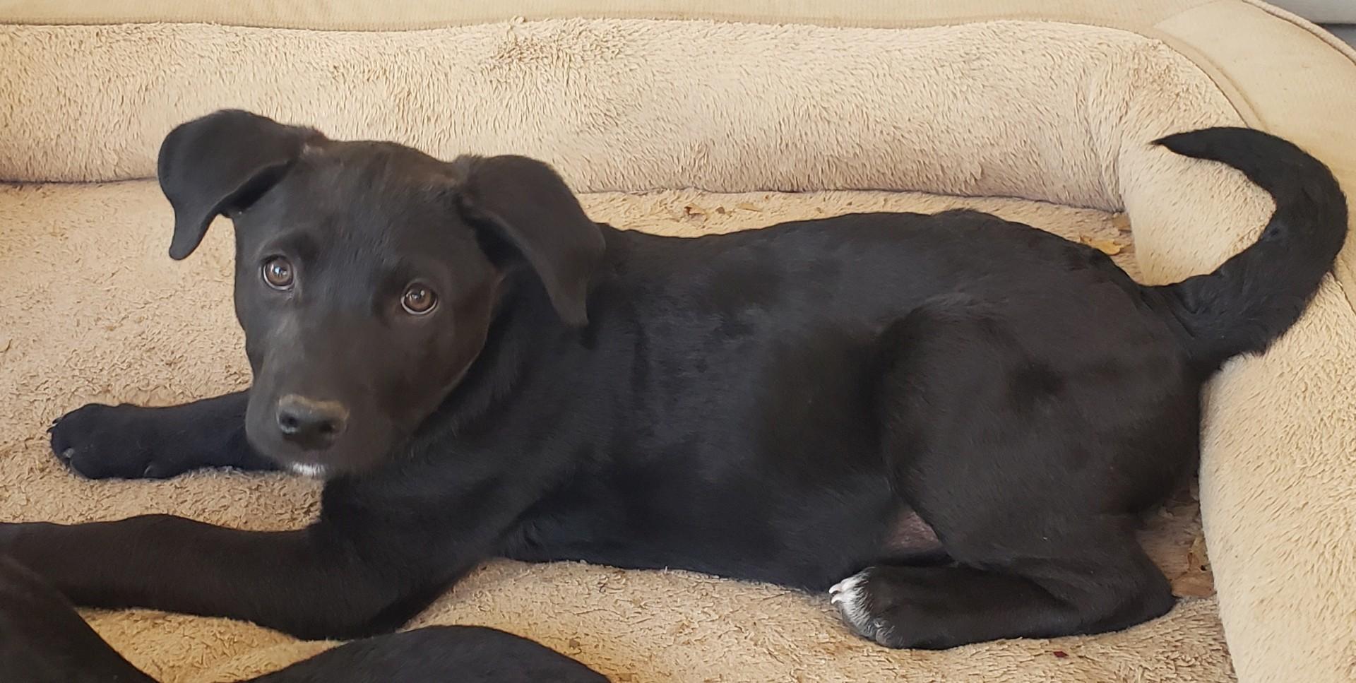 Black Knight, a Adoptable Mixed Breed in Pembroke, MA image 1/2