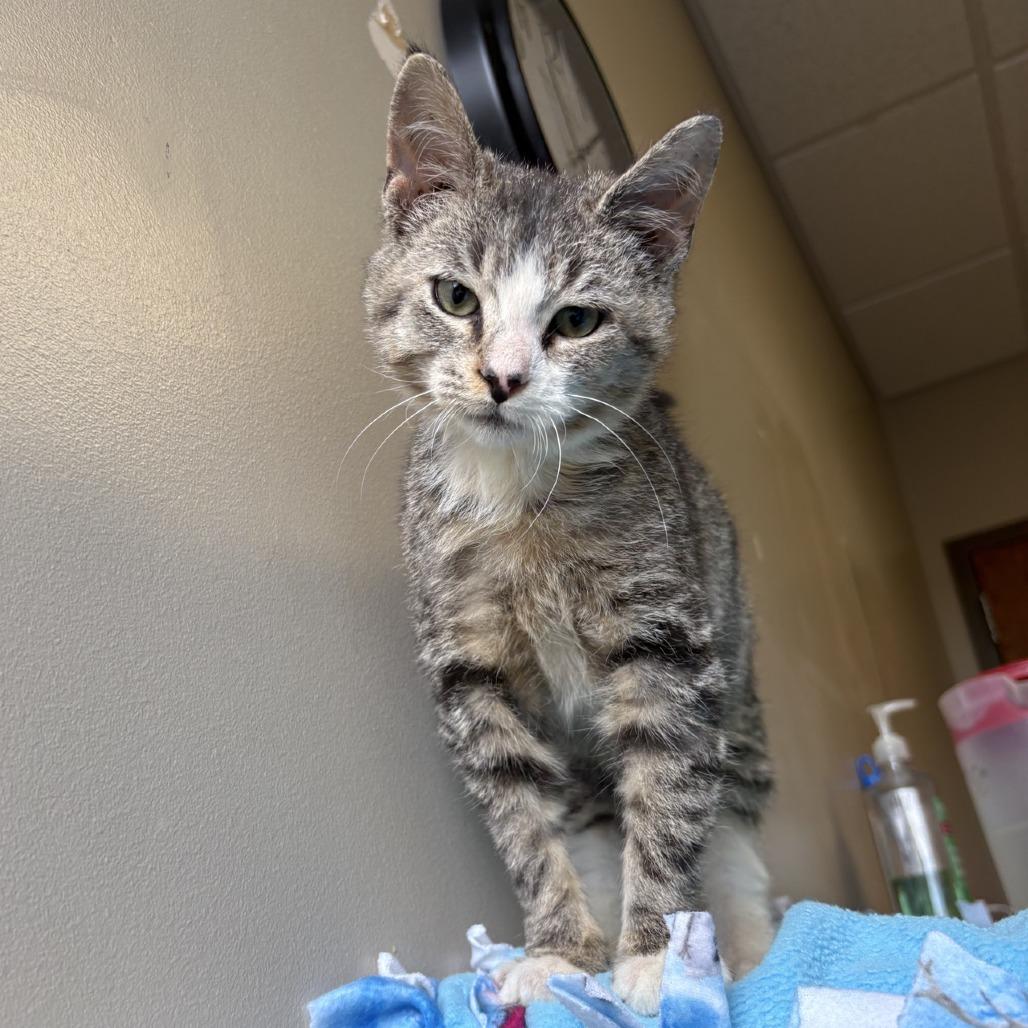 Enlarge Comet, a Adoptable Domestic Short Hair in Norfolk, NE image 1/3