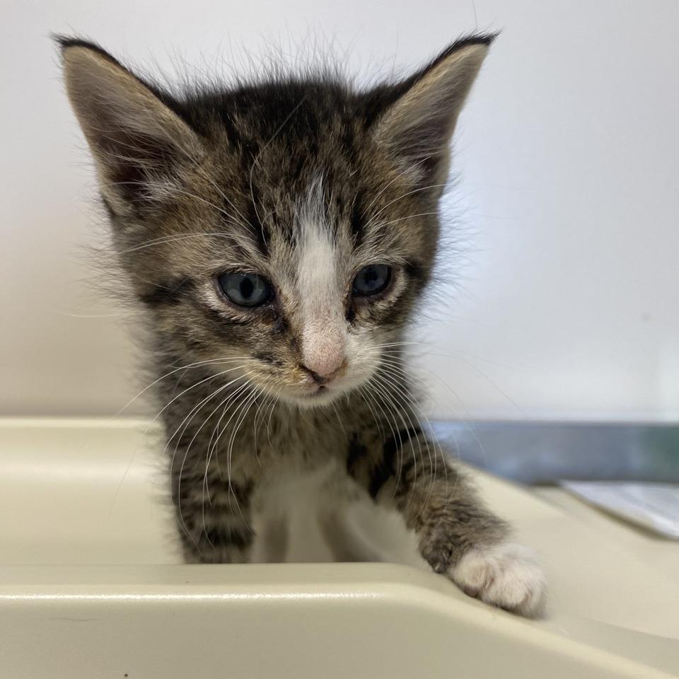 Enlarge Comet, a Adoptable Domestic Short Hair in Norfolk, NE image 2/3