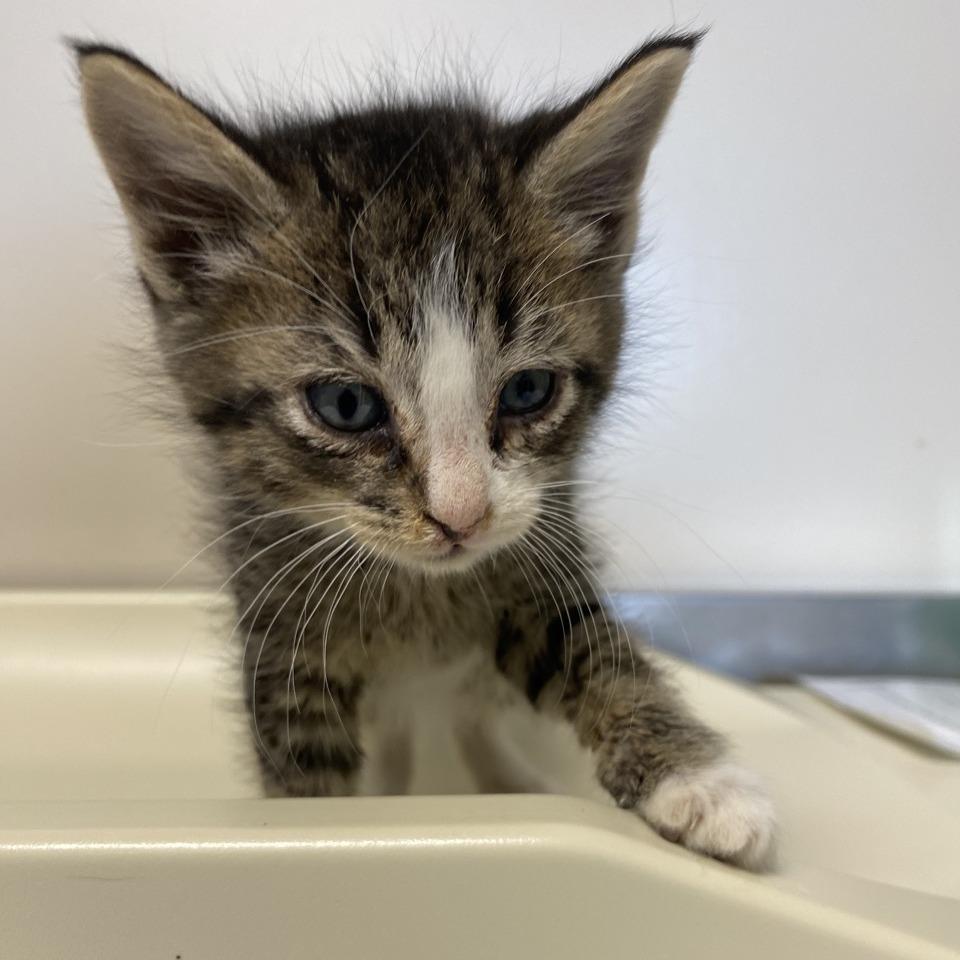 Enlarge Comet, a Adoptable Domestic Short Hair in Norfolk, NE image 3/3