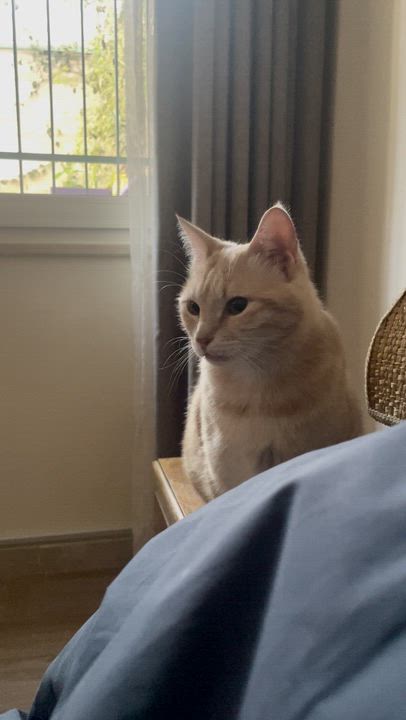 Enlarge Sophia, the Sweet Green Eyed Beauty, a Adoptable Domestic Short Hair in Somerset, NJ video 5/5