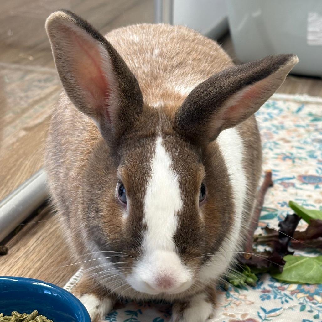 Glinda, Adoptable, Young Female Dutch.