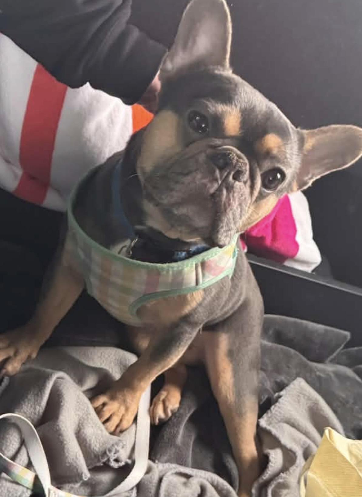 Enlarge Maui James, a Adoptable French Bulldog in PALM BAY, FL image 1/1