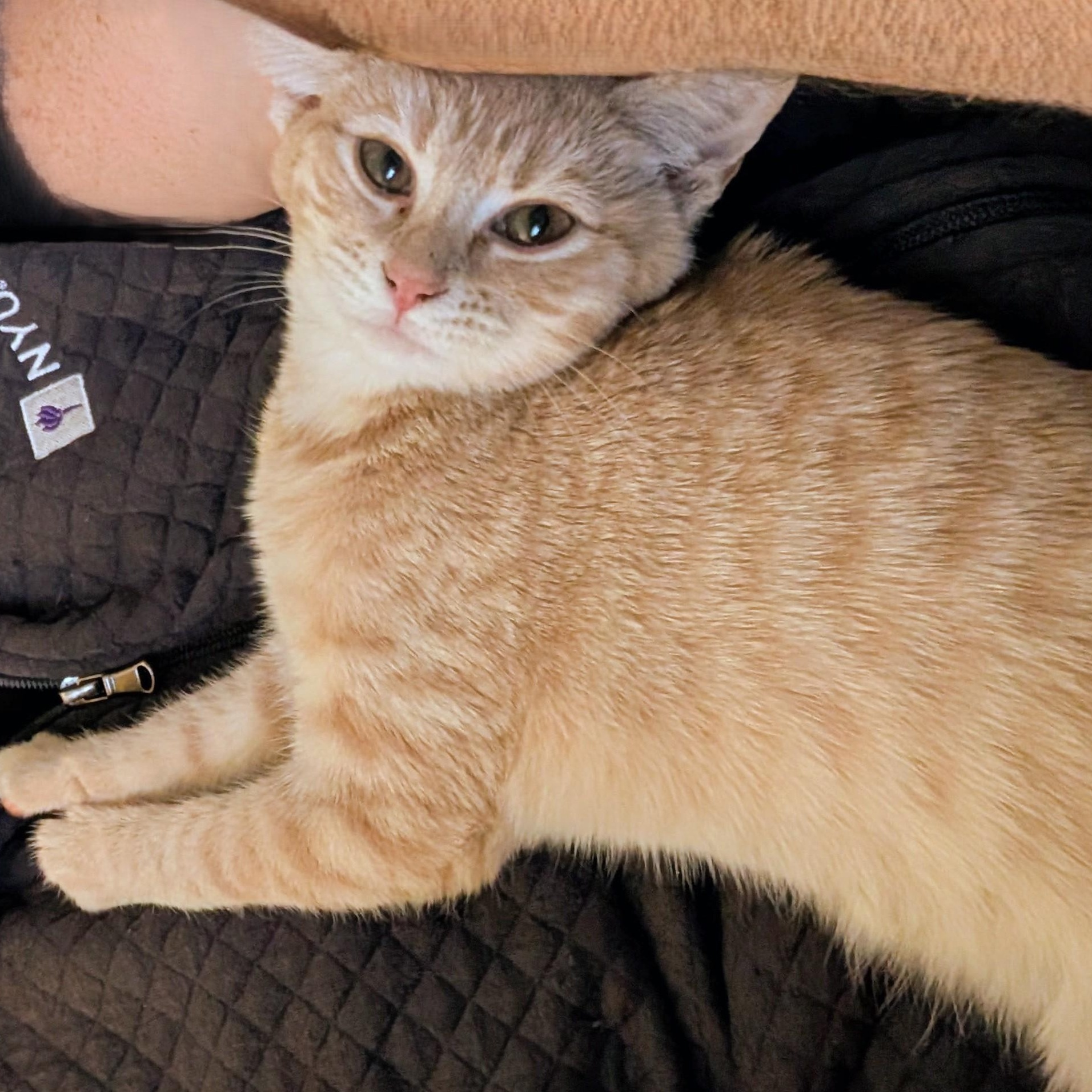 Stardust (sister to Layla, LF), a ADOPTABLE Domestic Short Hair in Huddleston, VA image 2/6