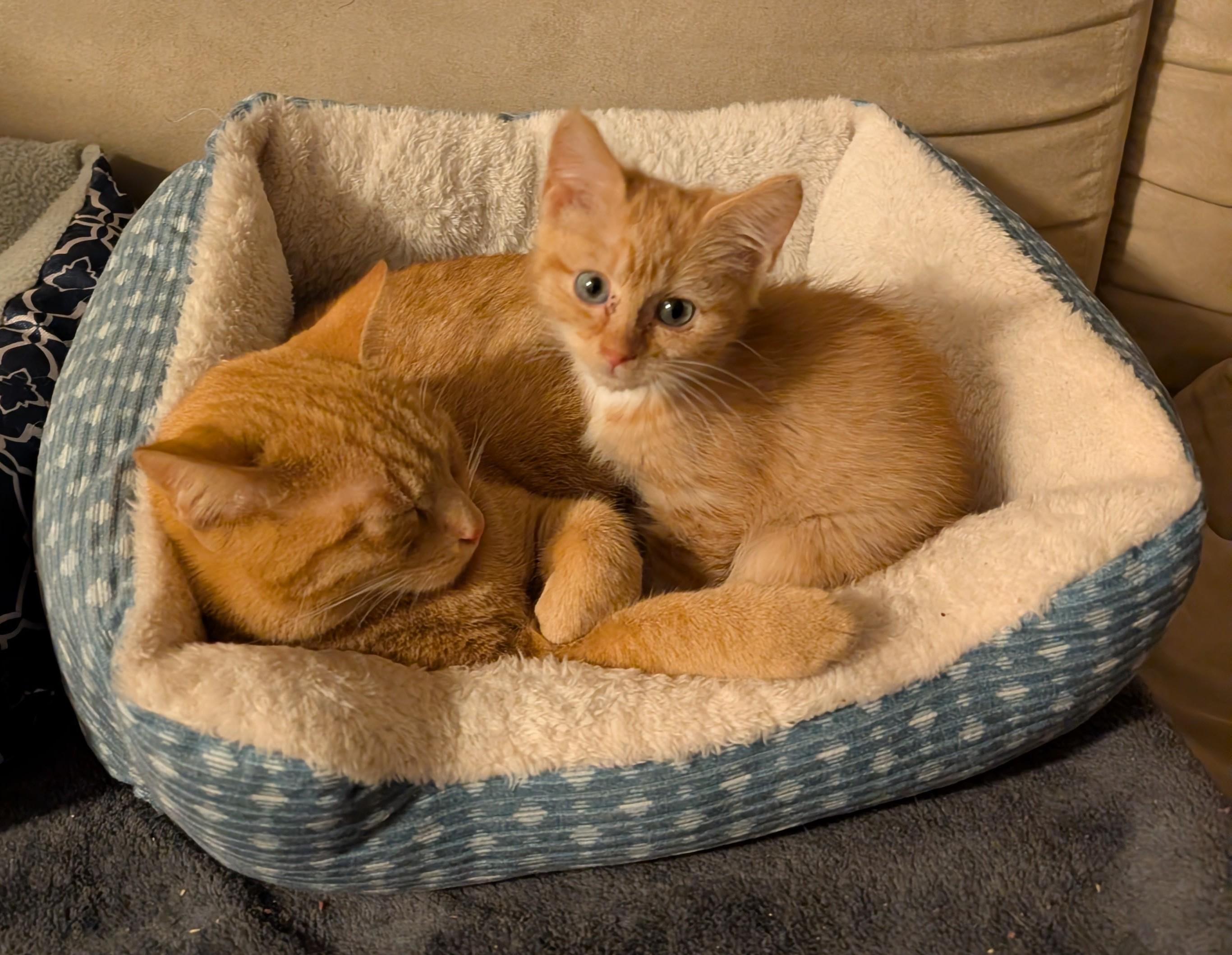 Stardust (sister to Layla, LF), a ADOPTABLE Domestic Short Hair in Huddleston, VA image 4/6