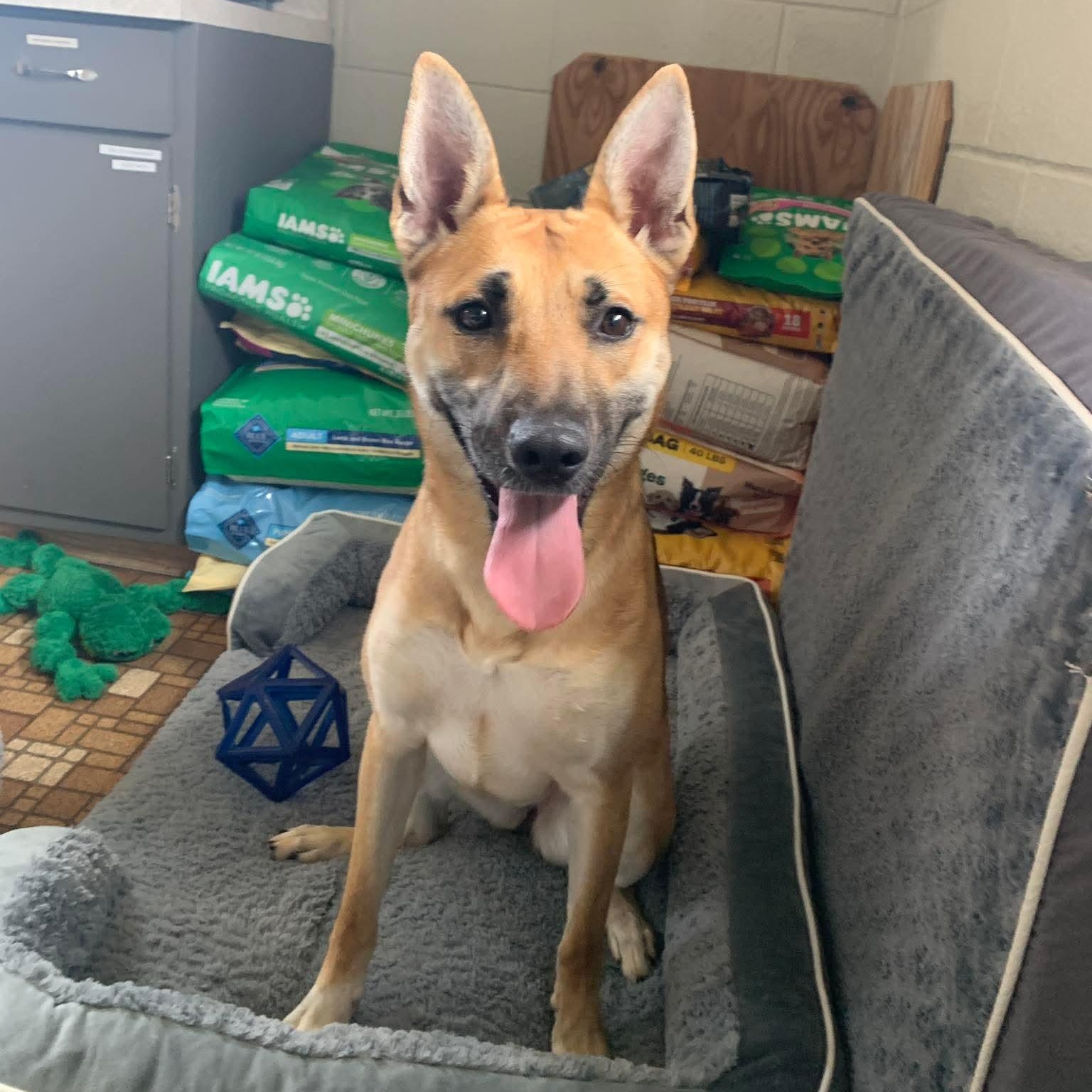 Enlarge Roxy, a Adoptable Mixed Breed in Eureka, IL image 1/4