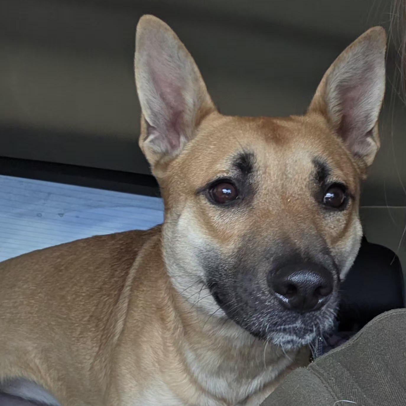 Enlarge Roxy, a Adoptable Mixed Breed in Eureka, IL image 2/4