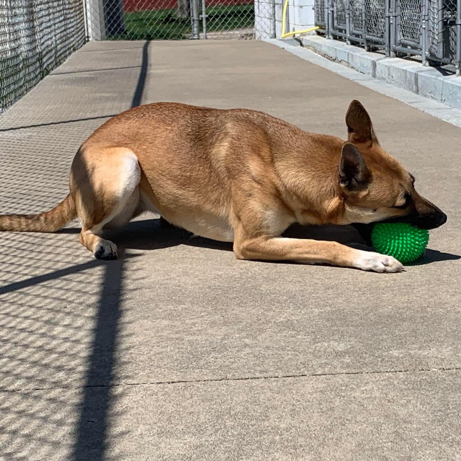 Enlarge Roxy, a Adoptable Mixed Breed in Eureka, IL image 4/4