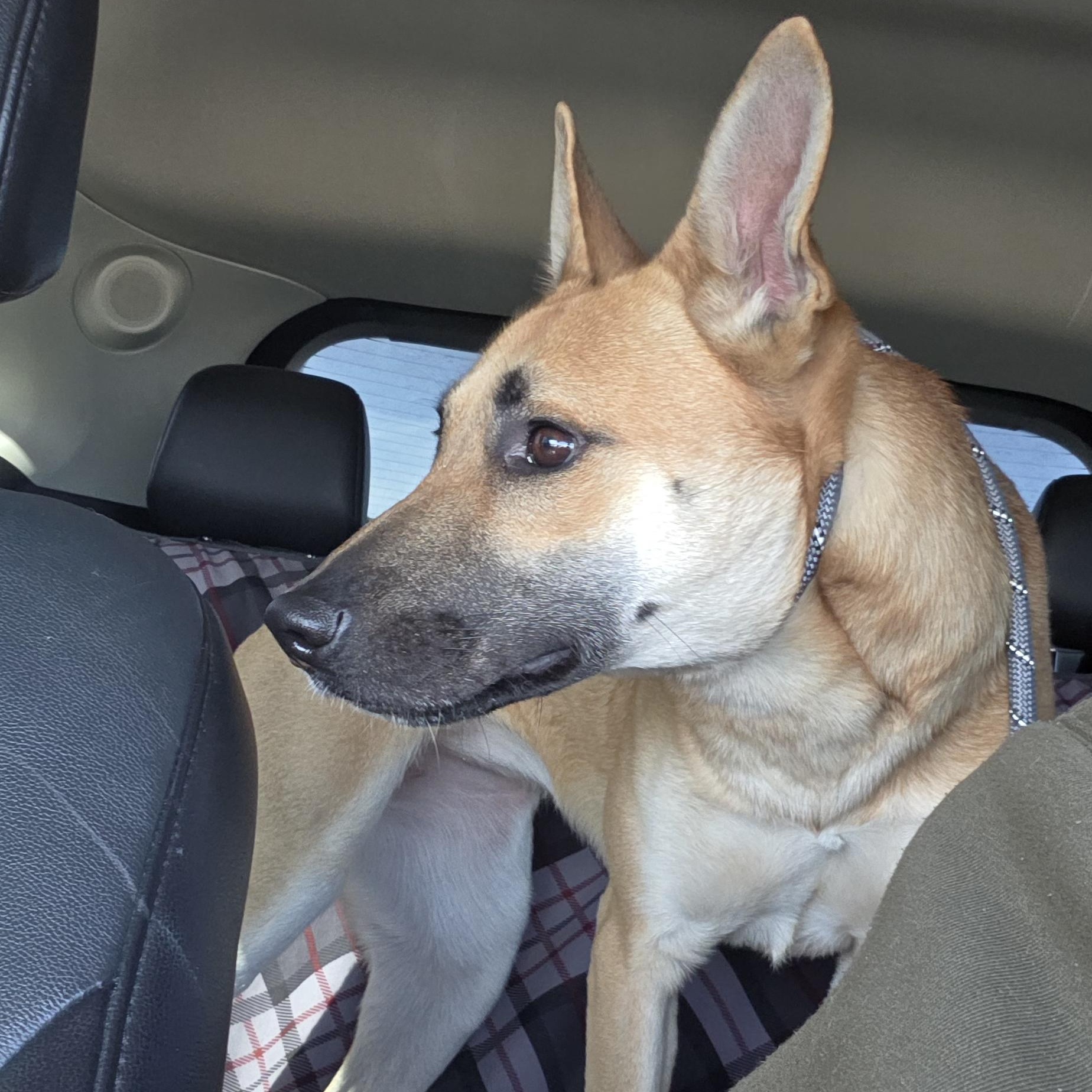 Enlarge Roxy, a Adoptable Mixed Breed in Eureka, IL image 3/4