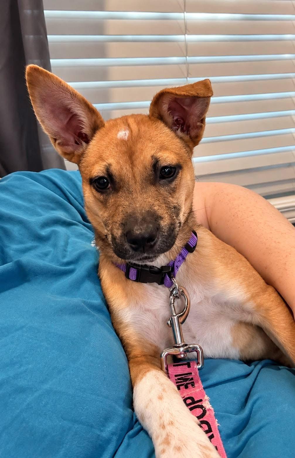 Josie, Adoptable, Puppy Female Terrier.