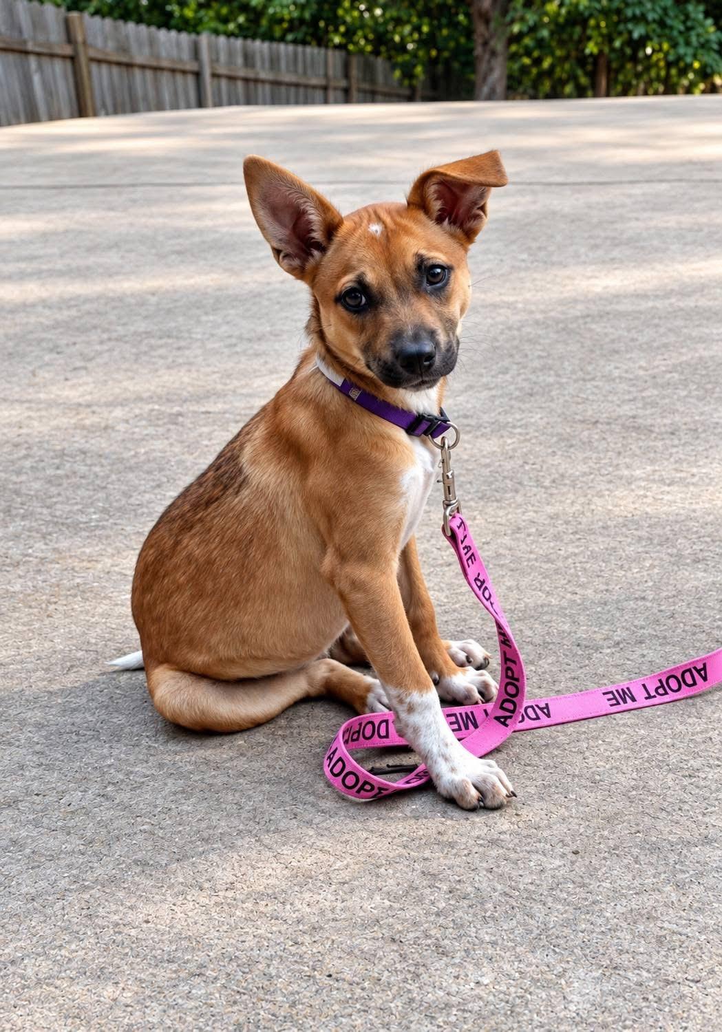 Enlarge Josie, a Adoptable mixed breed in Jefferson City, MO image 2/3