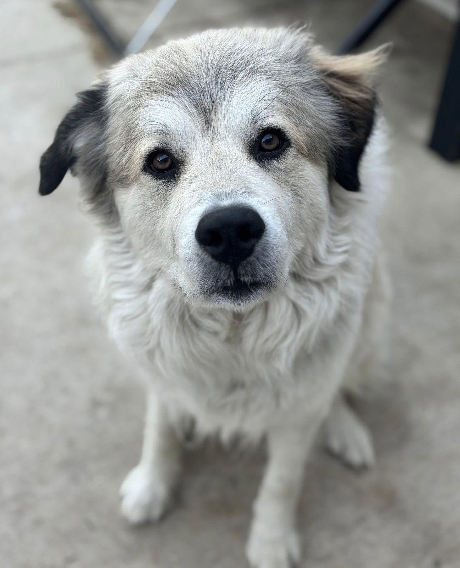 Juno, a Adoptable Great Pyrenees in Garland, TX image 1/3