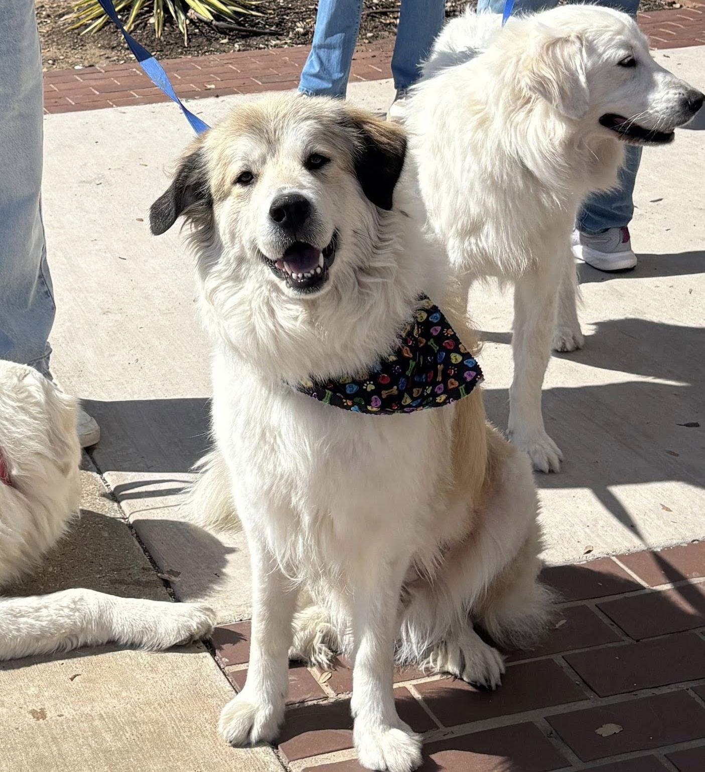 Juno, a Adoptable Great Pyrenees in Garland, TX image 2/3