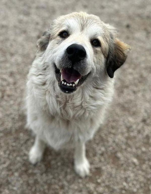 Juno, Adoptable, Adult Female Great Pyrenees.
