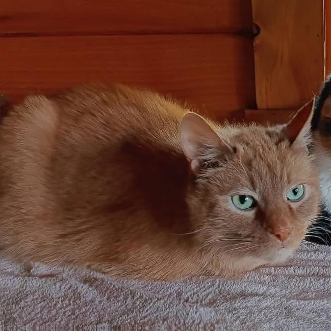 Enlarge Jack, a Adoptable Domestic Short Hair in Kittanning, PA image 1/3