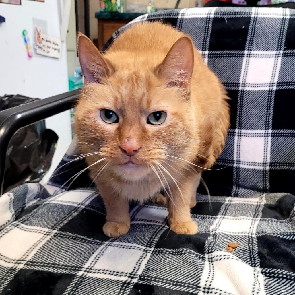 Jack, a Adoptable Domestic Short Hair in Kittanning, PA image 1/2