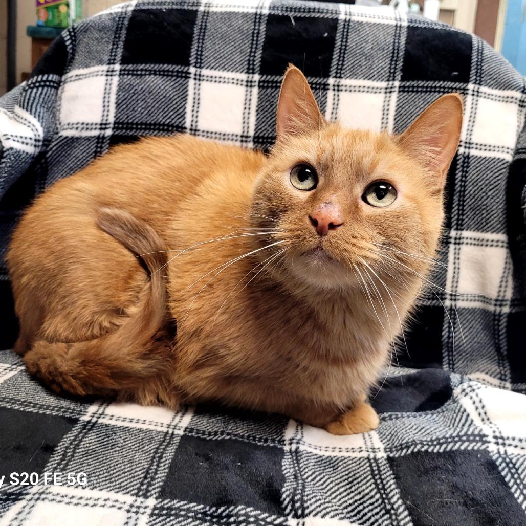 Jack, a Adoptable Domestic Short Hair in Kittanning, PA image 2/2