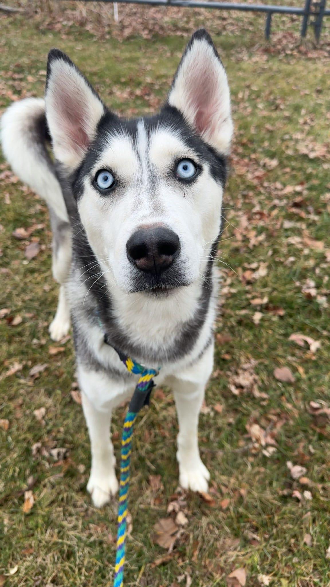 Enlarge Walnut, an adopted Siberian Husky in Danville, PA image 2/2