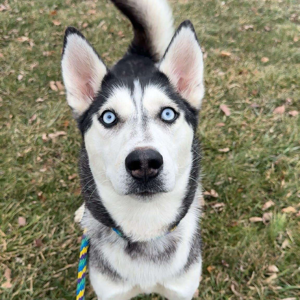 Walnut, adopted, Adult Female Siberian Husky.