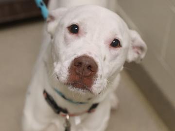 Enlarge Riley, a Adoptable mixed breed in Virginia Beach, VA image 1/1