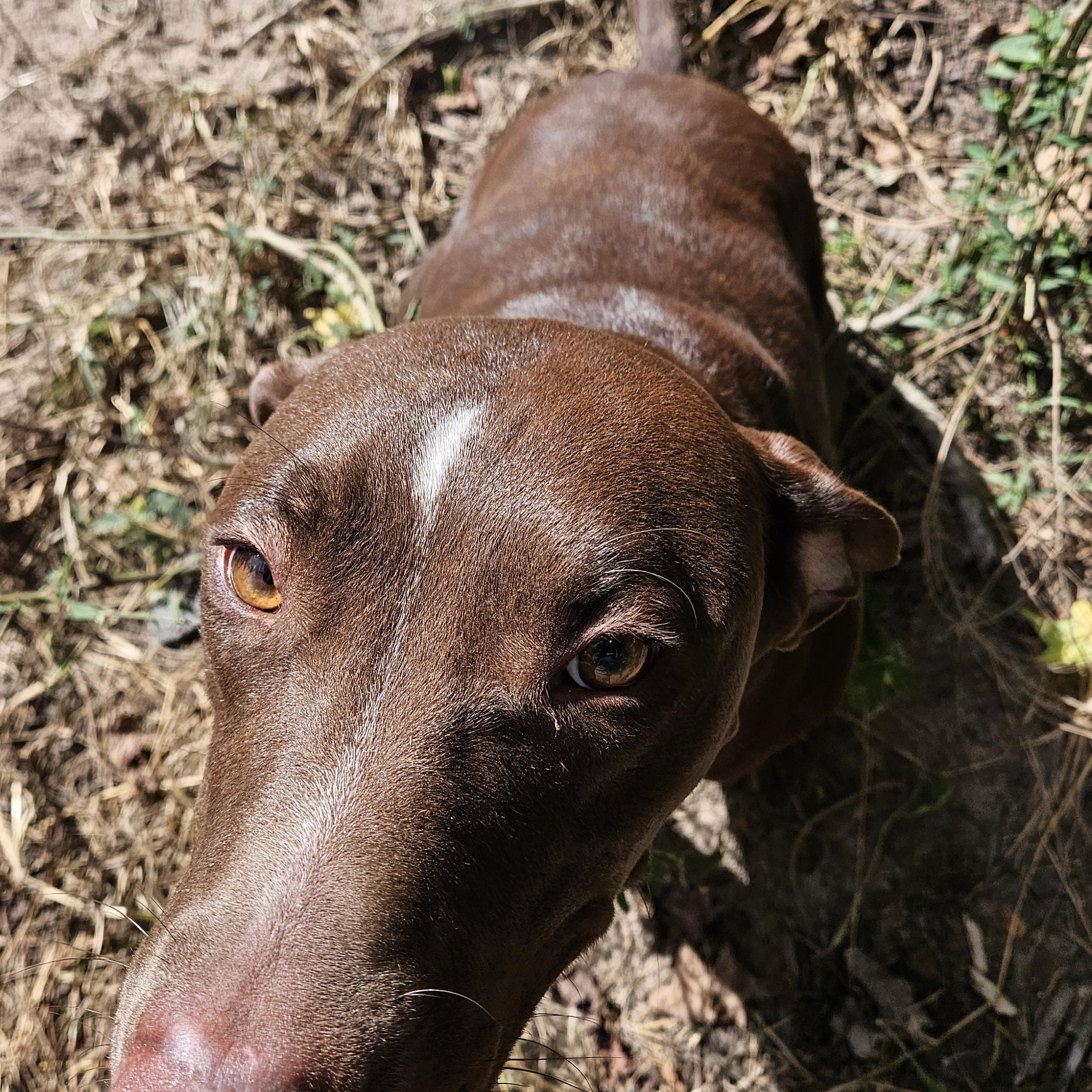 Enlarge Conrad, an adopted mixed breed in Magnolia, TX image 1/4