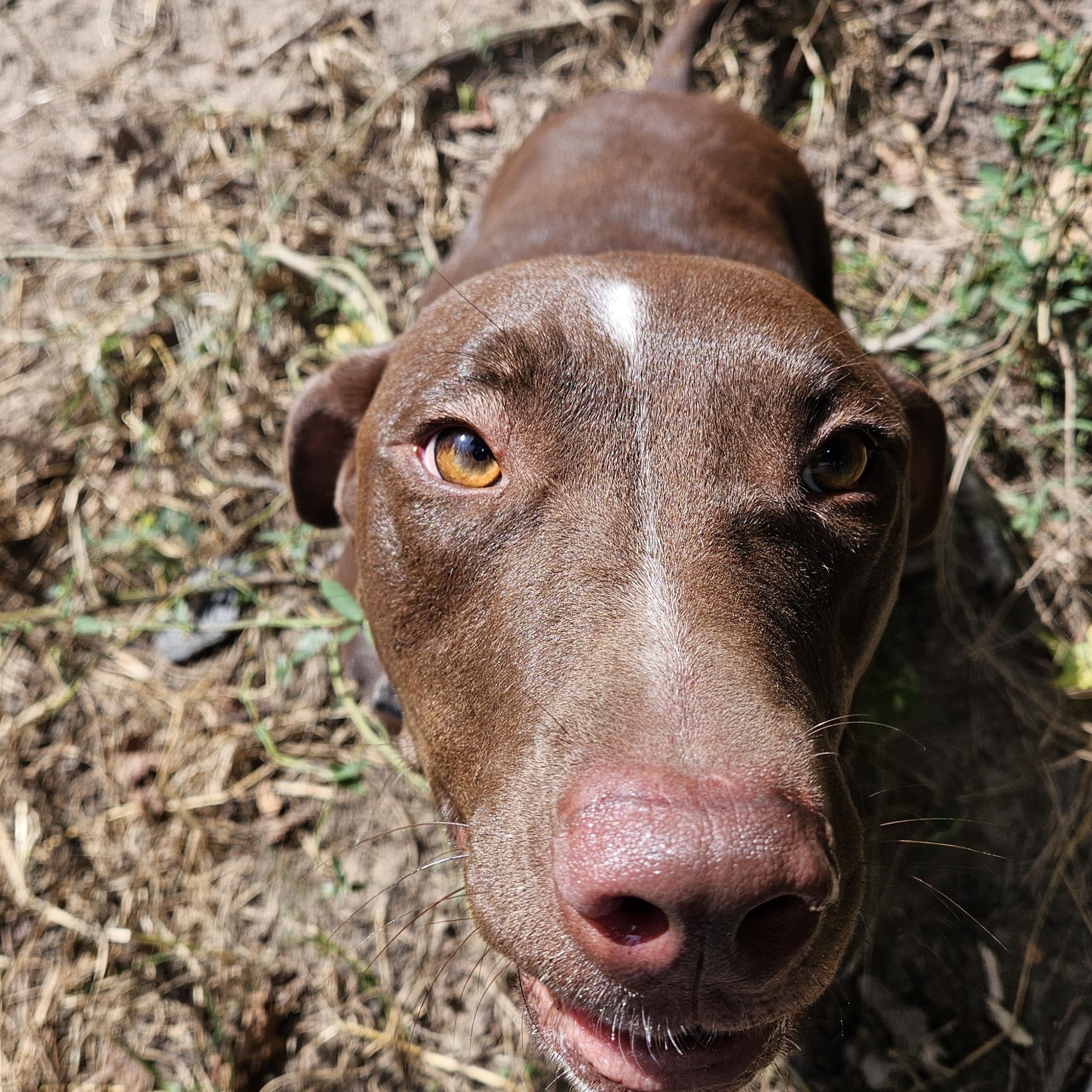 Enlarge Conrad, an adopted mixed breed in Magnolia, TX image 2/4