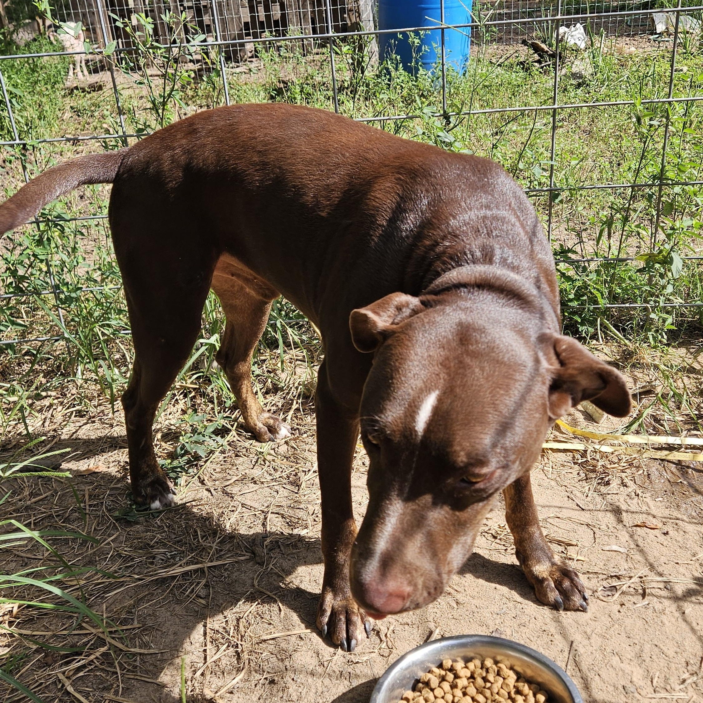 Enlarge Conrad, an adopted mixed breed in Magnolia, TX image 3/4