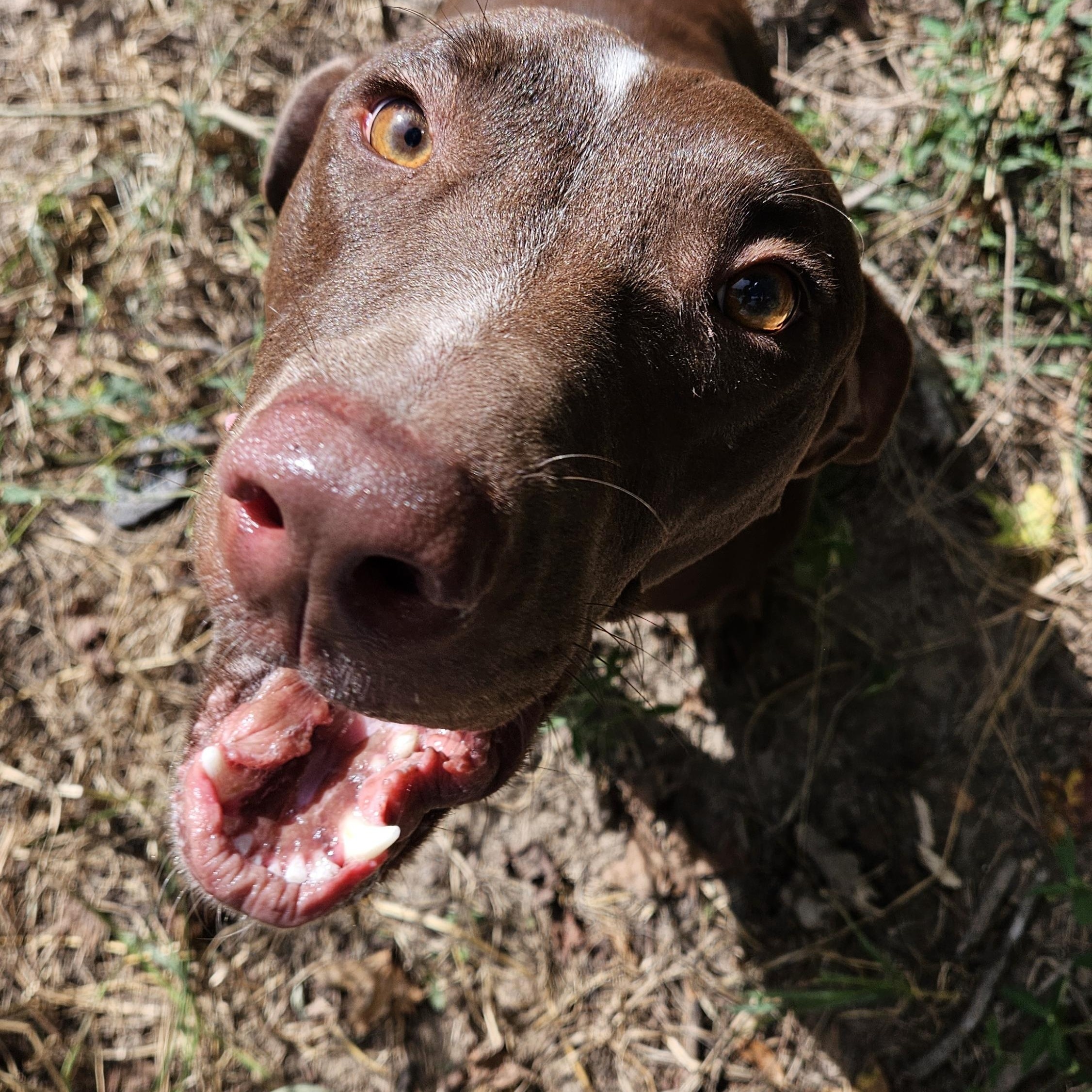 Enlarge Conrad, an adopted mixed breed in Magnolia, TX image 4/4