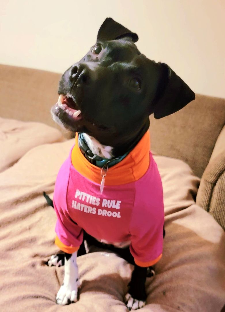 Enlarge Rosita, a Adoptable Pit Bull Terrier in Fort Worth, TX image 7/10