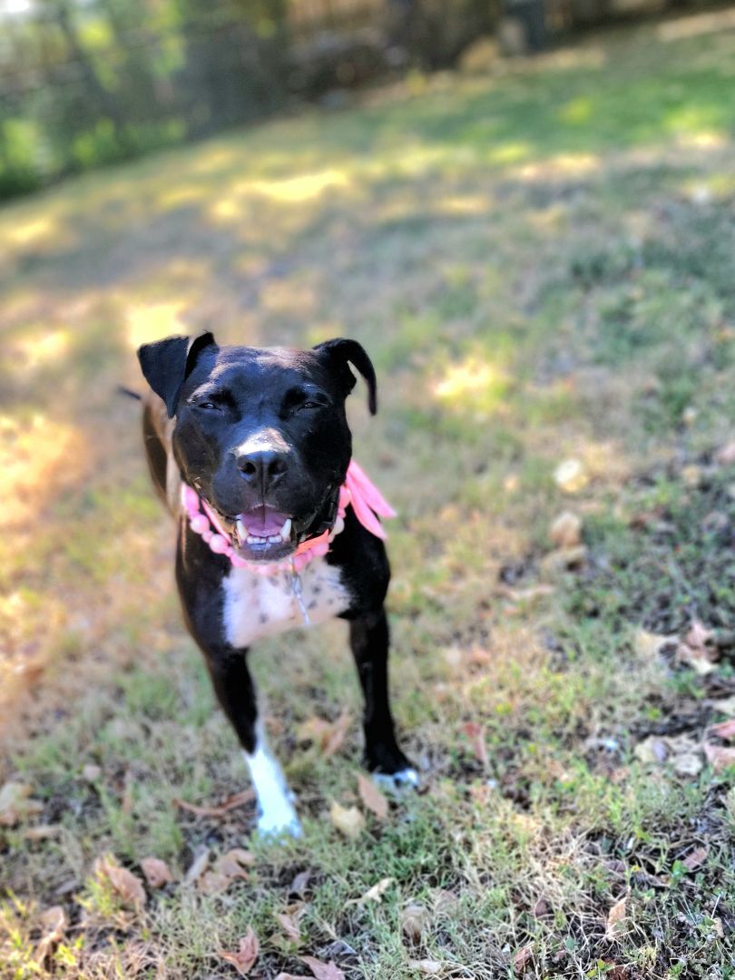 Enlarge Rosita, a Adoptable Pit Bull Terrier in Fort Worth, TX image 8/10