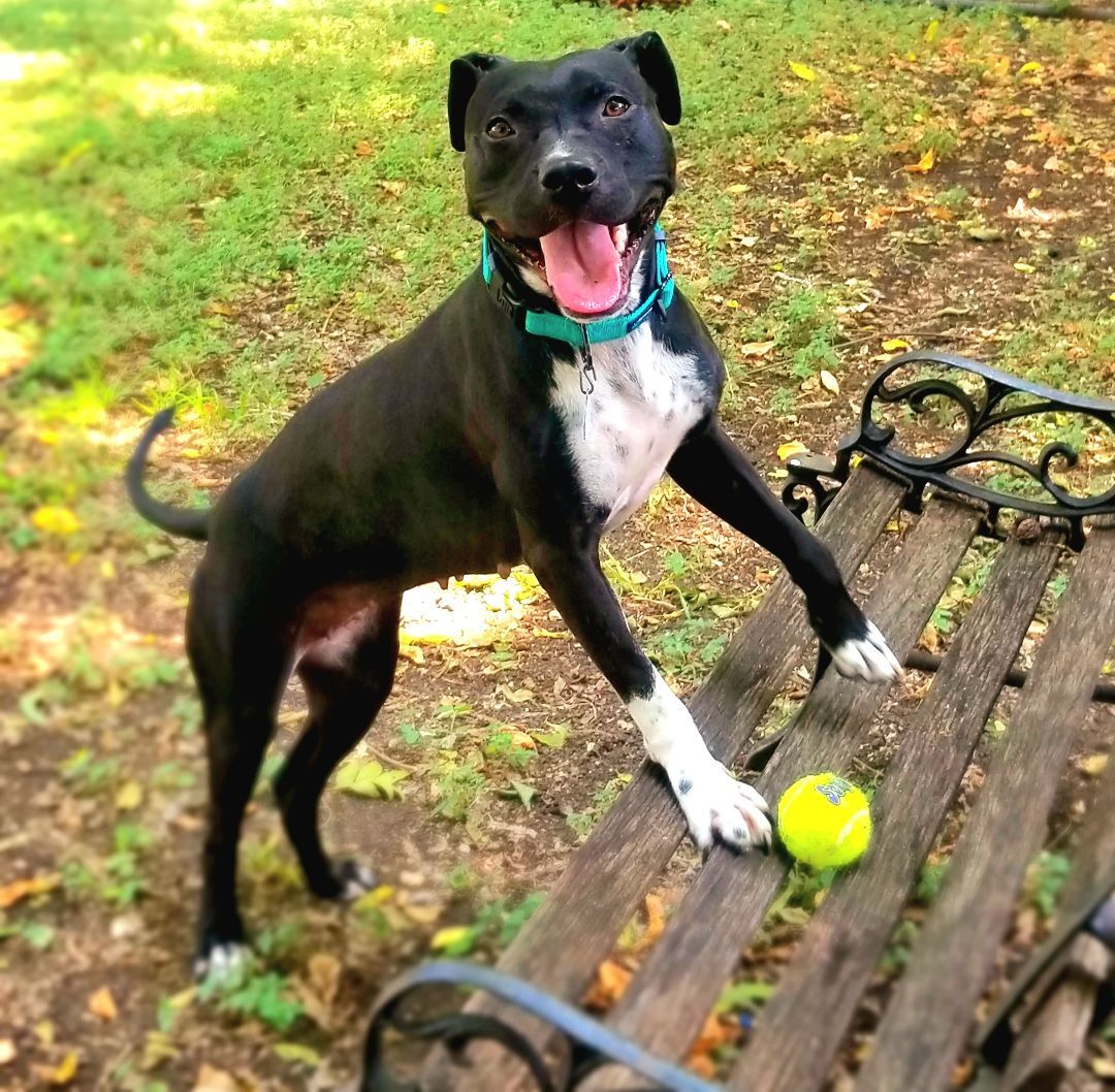 Enlarge Rosita, a Adoptable Pit Bull Terrier in Fort Worth, TX image 9/10