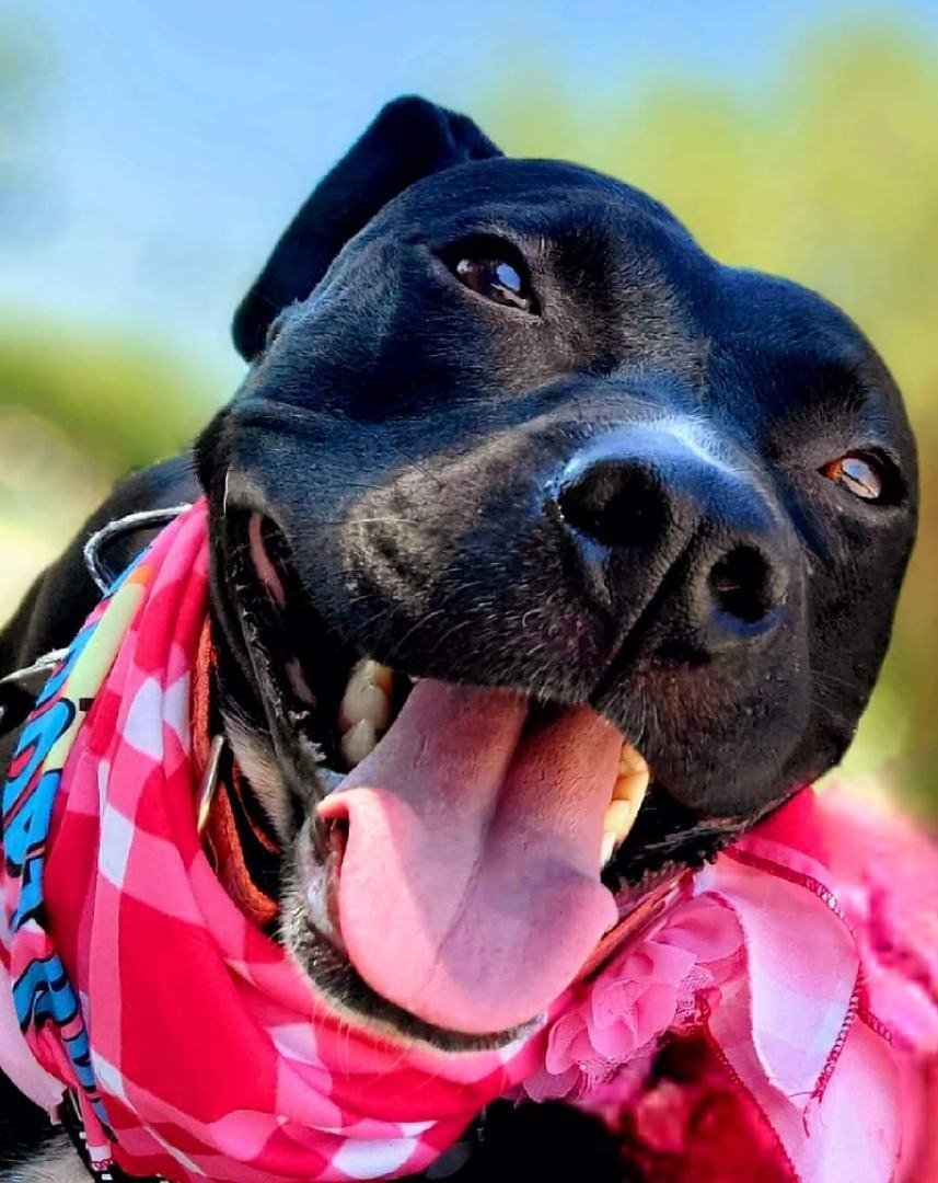 Enlarge Rosita, a Adoptable Pit Bull Terrier in Fort Worth, TX image 1/10