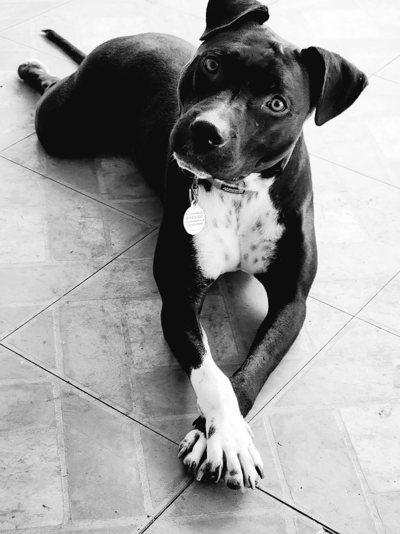 Enlarge Rosita, a Adoptable Pit Bull Terrier in Fort Worth, TX image 10/10