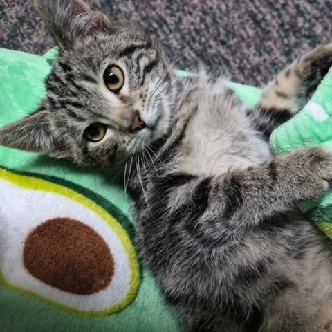 McClaren, an adopted Domestic Short Hair in Hudsonville, MI image 2/4