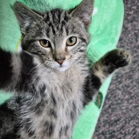 McClaren, an adopted Domestic Short Hair in Hudsonville, MI image 1/4