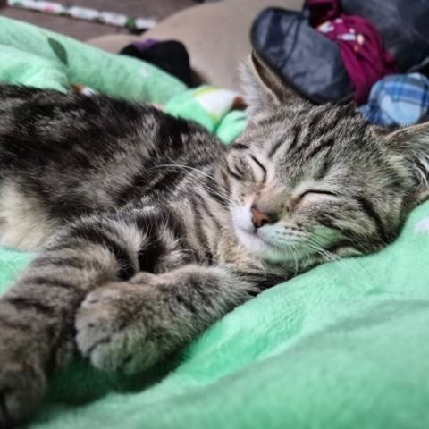 McClaren, an adopted Domestic Short Hair in Hudsonville, MI image 3/4