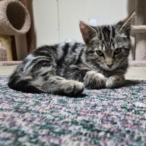 McClaren, an adopted Domestic Short Hair in Hudsonville, MI image 4/4