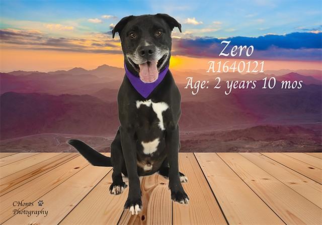 Enlarge ZERO, a Adoptable Pit Bull Terrier in Thousand Palms, CA image 1/1