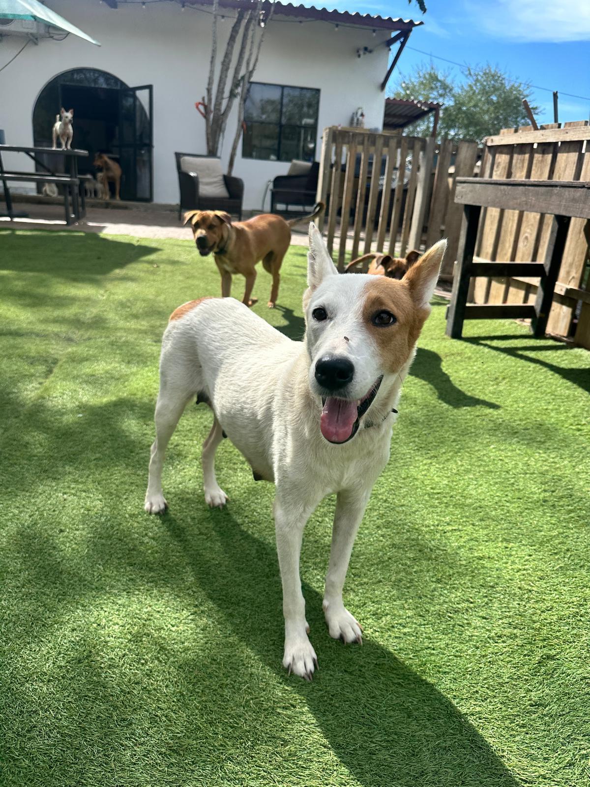 Ursa — thumbnail 4