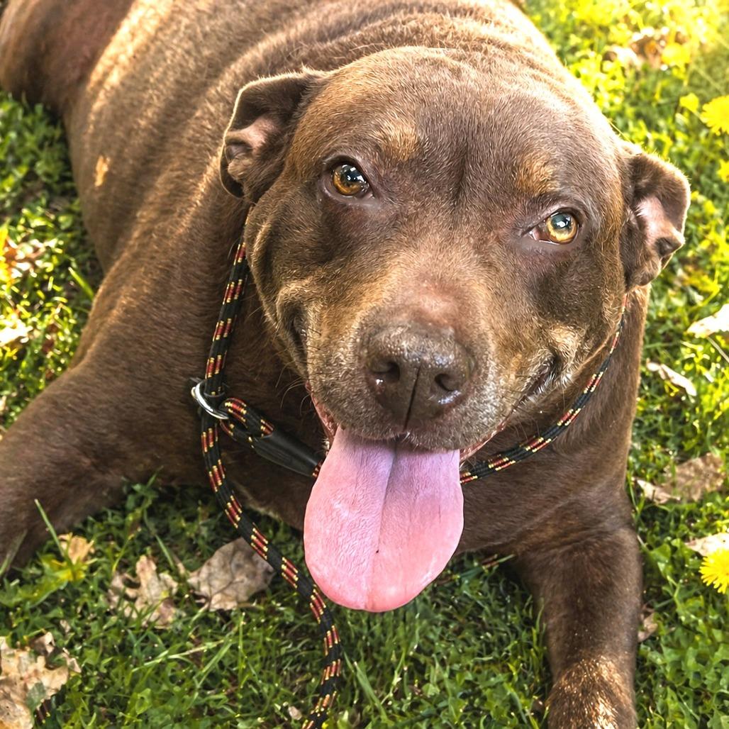 Gypsy, a Adoptable mixed breed in Boerne, TX image 1/6
