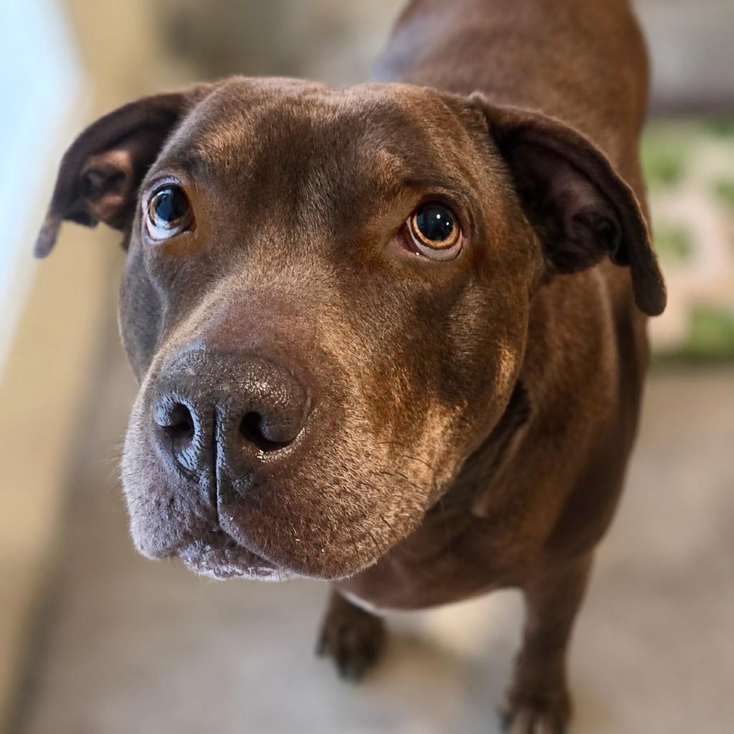 Gypsy, a Adoptable mixed breed in Boerne, TX image 2/6