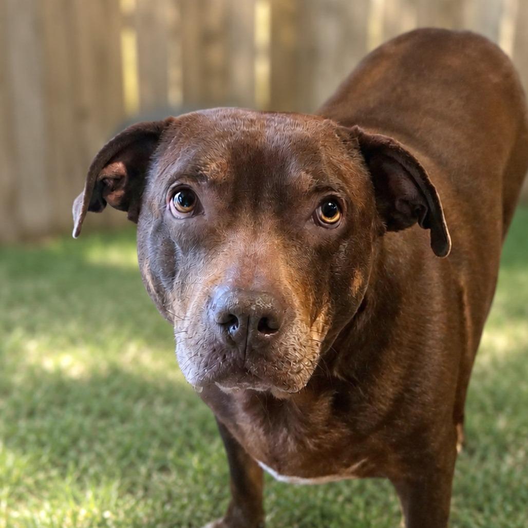 Gypsy, a Adoptable mixed breed in Boerne, TX image 3/6