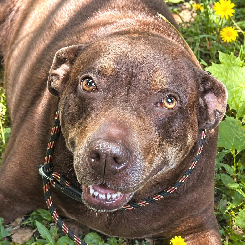 Gypsy, a Adoptable mixed breed in Boerne, TX image 4/6