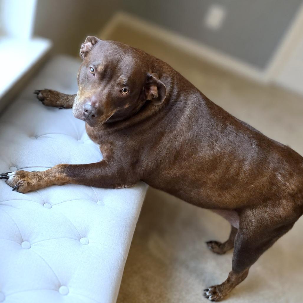 Gypsy, a Adoptable mixed breed in Boerne, TX image 5/6