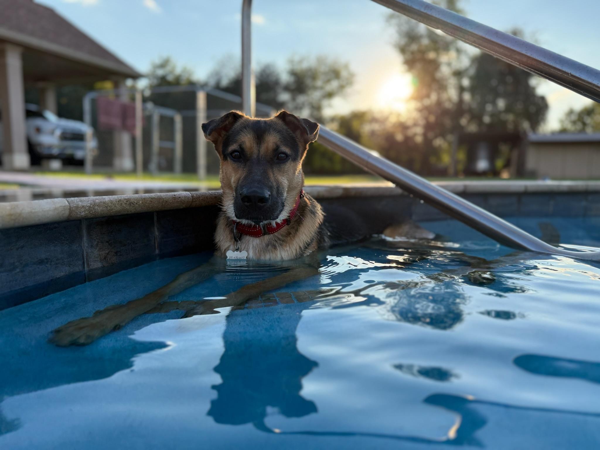 Pippy , Adoptable, Young Female German Shepherd Dog & Shepherd.